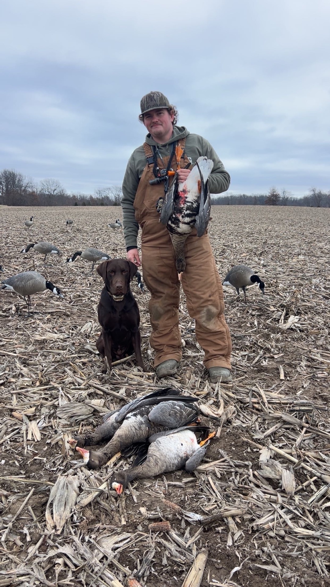 Hunter with chocolate lab and harvested geese in a cornfield