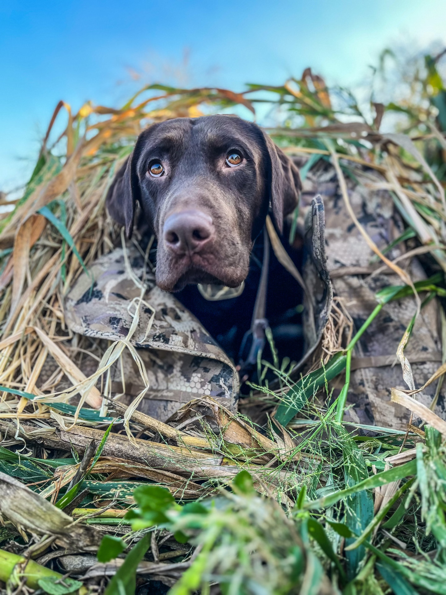 Cash, the shop dog
